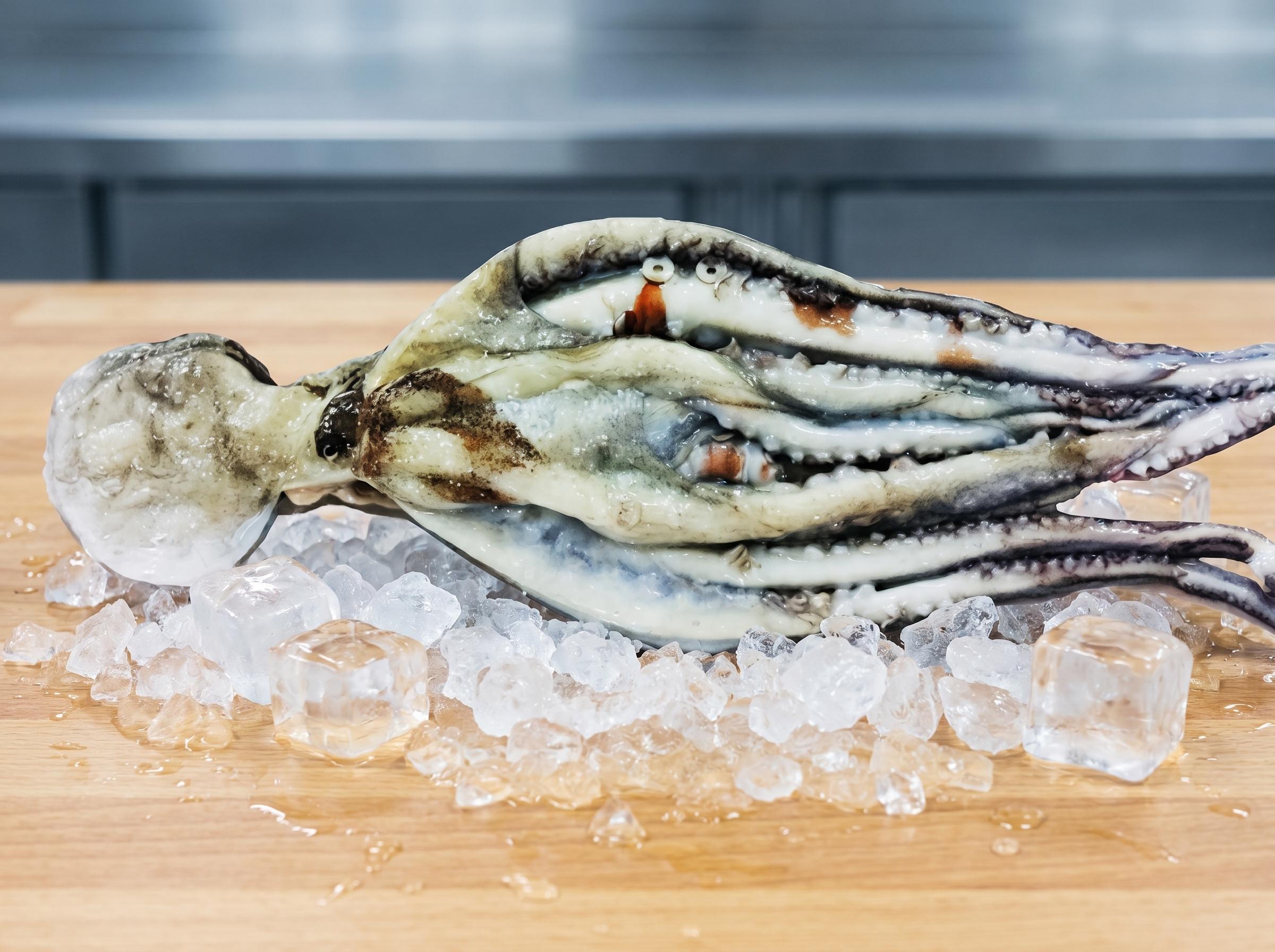 Octopus vulgaris - Common octopus from Mauritanian Atlantic waters