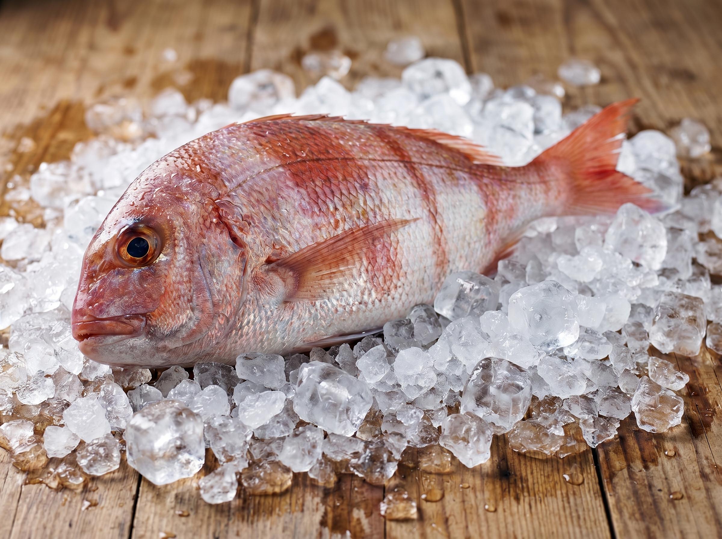 Pagrus auriga - Redbanded seabream from Mauritanian Atlantic waters