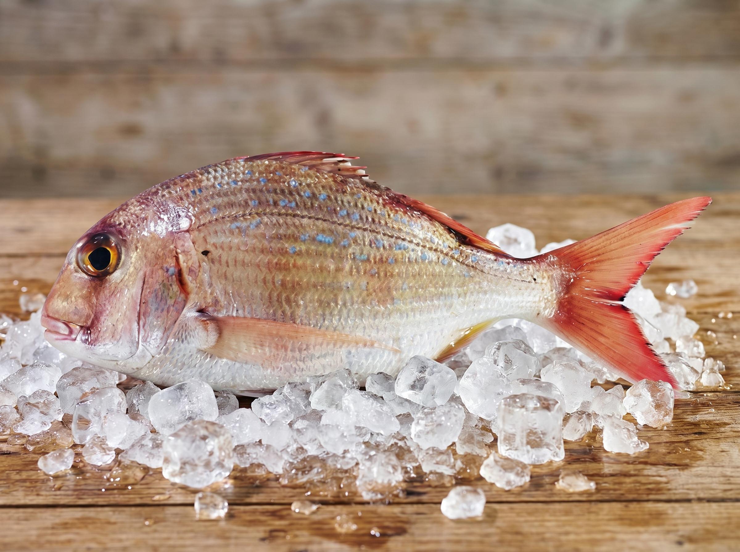 Pagrus caeruleostictus - Bluespotted seabream from Mauritanian Atlantic waters