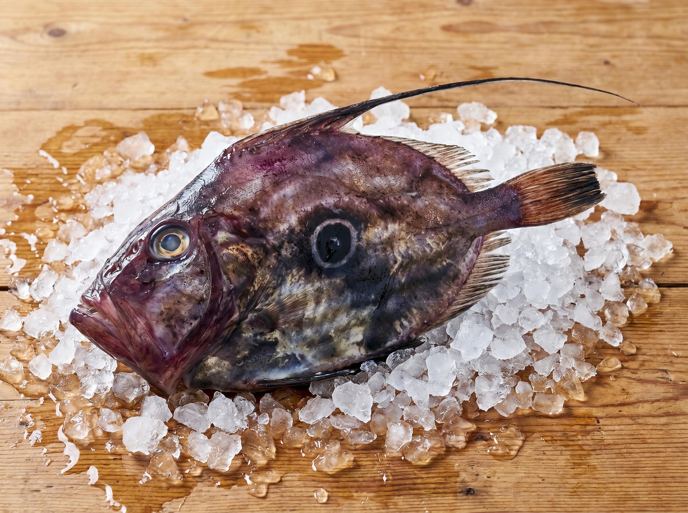 Zeus faber - John Dory from Mauritanian Atlantic waters