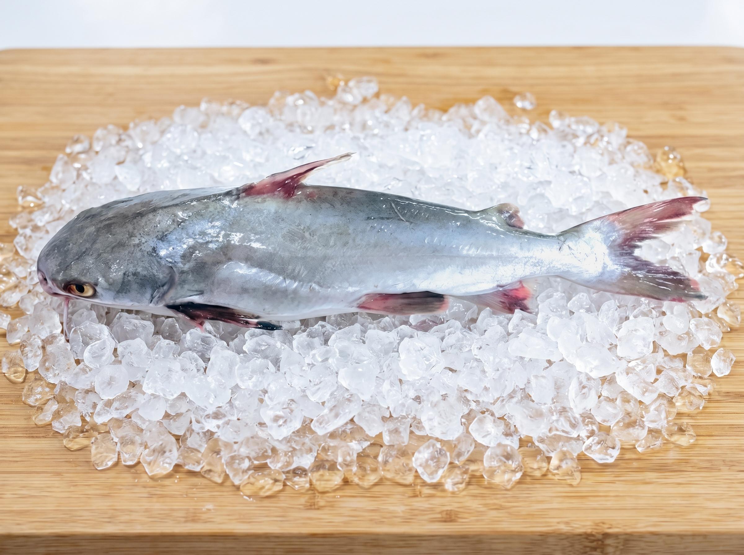 Galeichthys feliceps - Catfish from Mauritanian Atlantic waters