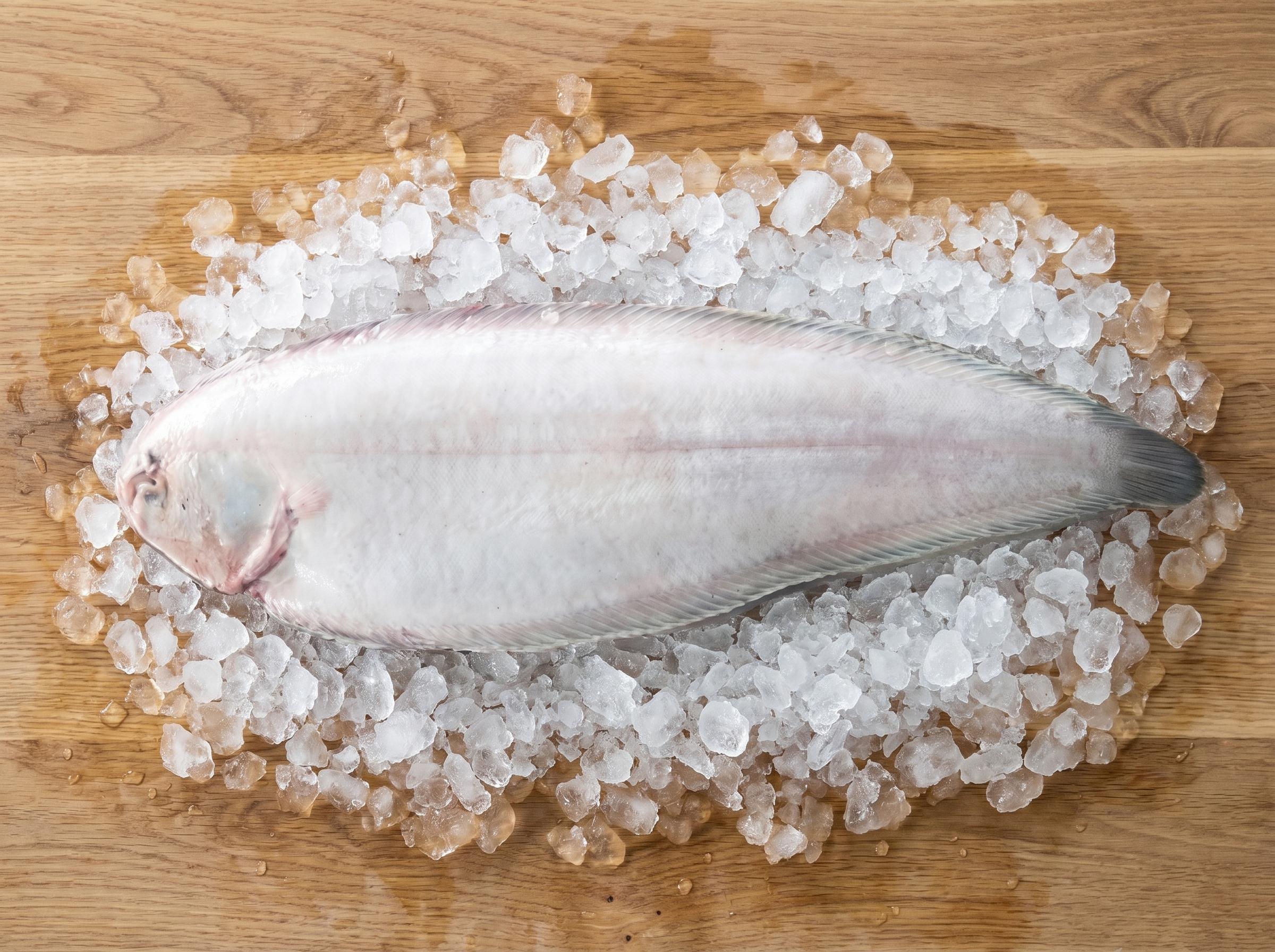 Synaptura cadenati - Guinean sole from Mauritanian Atlantic waters