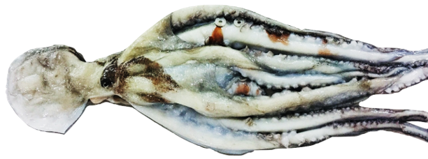 Octopus vulgaris - fresh Atlantic octopus from Mauritanian waters