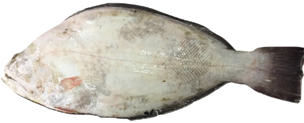 Psettodes belcheri - Belcher's Halibut, wild-caught from Atlantic waters