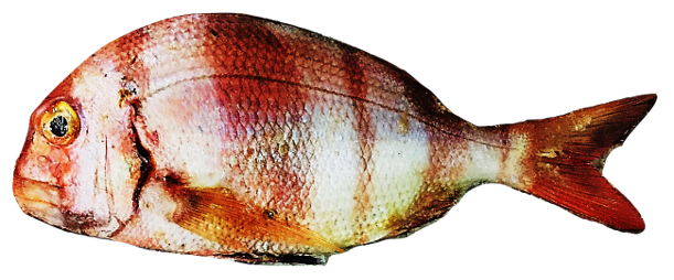 Pagrus auriga - Axillary Sea Bream, wild-caught from Atlantic waters off Mauritania