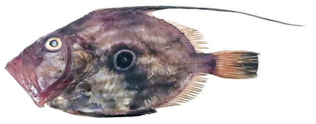 Zeus faber - John Dory, wild-caught from Atlantic waters off Mauritania