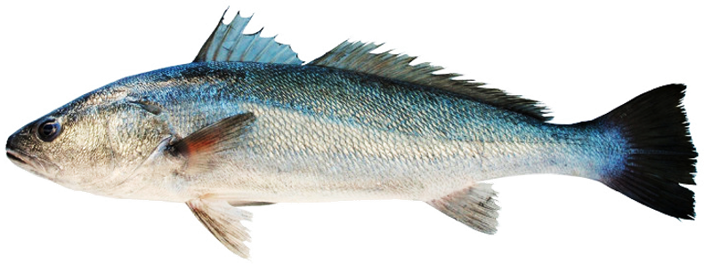 Argyrosomus regius - Meagre, wild-caught from Atlantic waters off Mauritania
