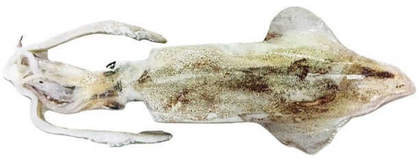 Loligo vulgaris - fresh Atlantic squid from Mauritanian waters