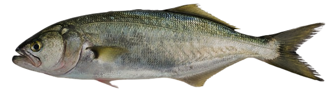 Pomatomus saltatrix - Bluefish, wild-caught from Atlantic waters off Mauritania