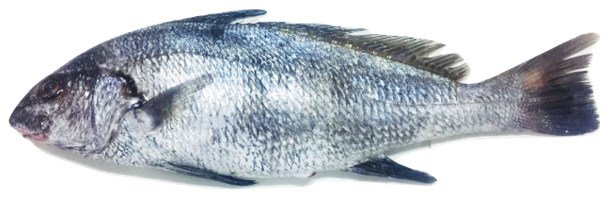 Anisotremus surinamensis - Black Margate, wild-caught from Atlantic waters off Mauritania