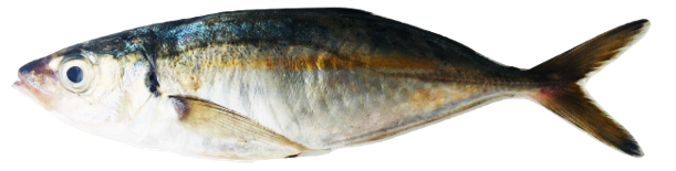 Trachurus mediterraneus - Mediterranean Horse Mackerel, wild-caught from Atlantic waters off Mauritania