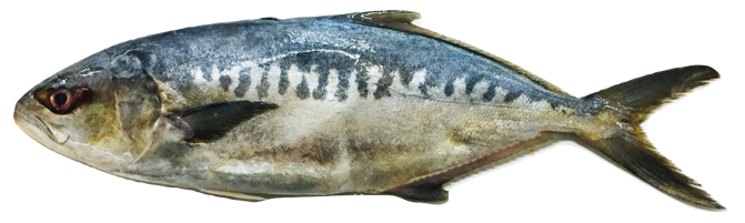 Campogramma glaycos - Vadigo, wild-caught from Atlantic waters off Mauritania