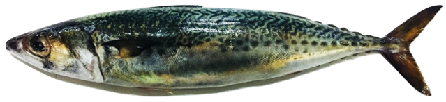 Scomber scombrus - Atlantic Mackerel, wild-caught from Atlantic waters off Mauritania