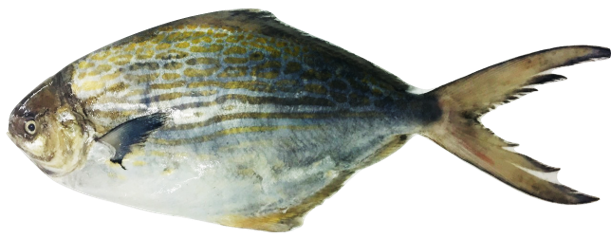 Stromateus fiatola - Silver Pomfret, wild-caught from Atlantic waters off Mauritania
