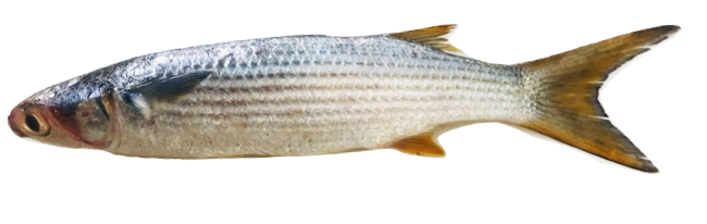Mugil curema - White Mullet, wild-caught from Atlantic waters off Mauritania