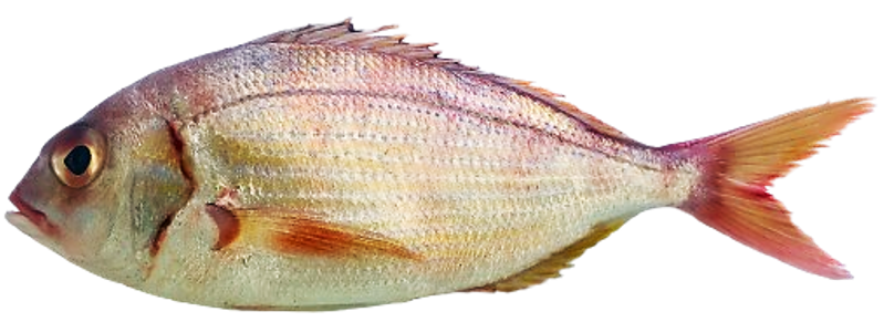 Pagellus bellottii - Red Pandora, wild-caught from Atlantic waters off Mauritania