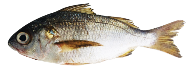 Brachydeuterus auritus - Bigeye Grunt, wild-caught from Atlantic waters off Mauritania