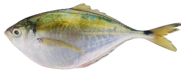 Chloroscombrus chrysurus - Atlantic Bumper, wild-caught from Atlantic waters off Mauritania