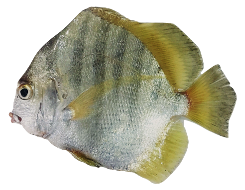 Drepane africana - African Sicklefish, wild-caught from Atlantic waters off Mauritania