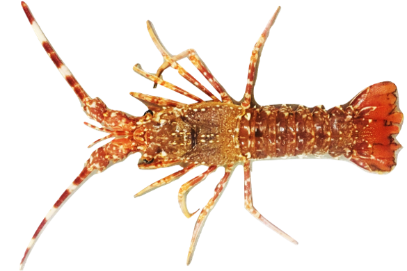 Palinurus mauritanicus - spiny lobster from Mauritanian Atlantic waters