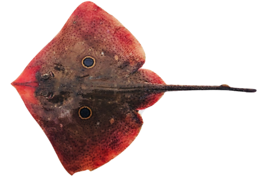 Raja miraletus - Brown Ray, wild-caught from Atlantic waters off Mauritania