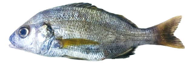 Pomadasys incisus - Bastard Grunt, wild-caught from Atlantic waters off Mauritania