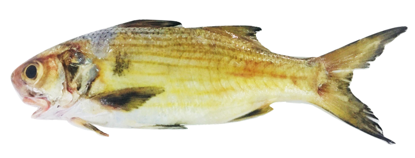 Galeoides decadactylus - Lesser African Threadfin, wild-caught from Atlantic waters off Mauritania