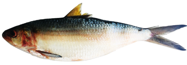 Sardinella maderensis - Madeiran Sardinella, wild-caught from Atlantic waters off Mauritania