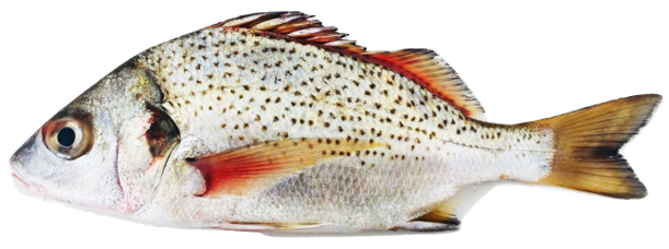 Pomadasys jubelini - Sompat Grunt, wild-caught from Atlantic waters off Mauritania