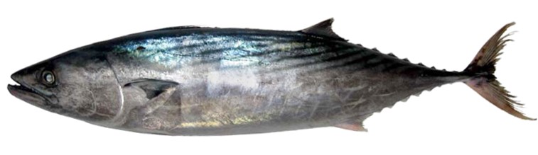 Sarda sarda - Atlantic Bonito, wild-caught from Atlantic waters off Mauritania