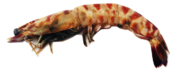 Parapenaeus longirostris - wild-caught deep-water rose shrimp from Mauritania