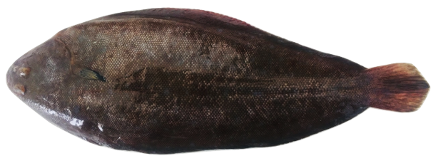 Solea senegalensis - Senegalese Sole, wild-caught from Atlantic waters