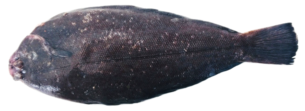Solea solea - Common Sole, wild-caught from Atlantic waters